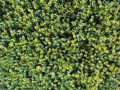 ARTIFICIAL GREEN BOXWOOD FOLIAGE - 10 YEAR FIREPROOF AND UVPROOF GUARANTEE - 1 M2 SHEET. Discover why DIAYTAR NIGERIA is the smart shopper's choice for affordable products delivered nationwide.