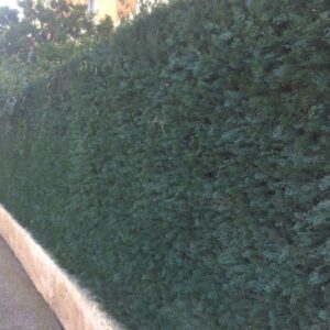 ARTIFICIAL GREEN CYPRESS FOLIAGE - 10-YEAR FIREPROOF AND UV-PROOF GUARANTEE - 1 M2 SHEET. DIAYTAR NIGERIA: Your gateway to affordable products delivered reliably across Nigeria.